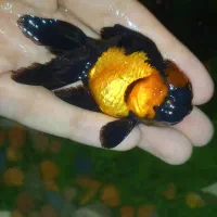 ماهی گلدفیش گرید a
