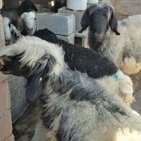 نرمیش