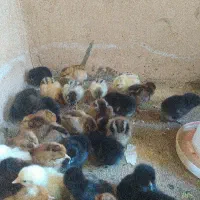 جوجه 2روزه محلی