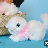 بچه گربه اسکاتیش