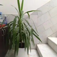 یوکا