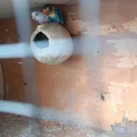 طوطی کوتوله