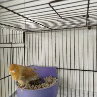 قناری ماده سوپر ارجینال آماده