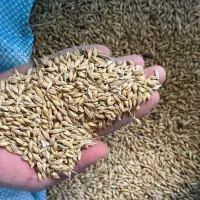 تریلی آف ام 9