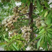 نهال گلدانی تمام رقام بادام خوشه ای