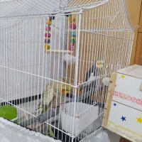 عروس جفت  مولد به شرط