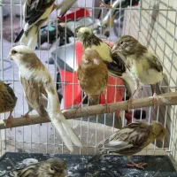 ۹ عدد قناری با هم ۸۰۰۰