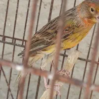 ماده قناری شتری