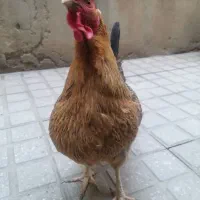 مرغ محلی کاملا رام و دستی