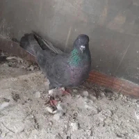 فروش ۱۲ عدد کبوتر یکجا ۲۴۰۰