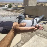 کبود پلاکی مسری ماده سر سرخ