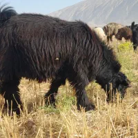 کهره تخمی