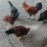 خروس دورگه
