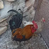 خروس گلین