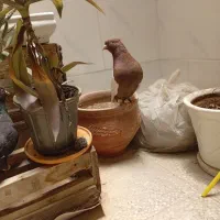 دو عدد کبوتر خوب