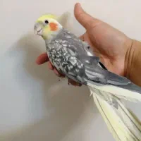 عروس آهویی نر سخن گو