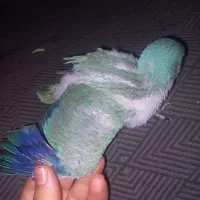 ۲ تا جوجه راهب پرورش خانگی