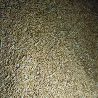 گندم امسال