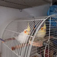 عروس هلندی نر آواز خوان