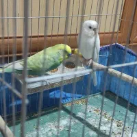 اهواز پردیس|پرنده|اهواز, پردیس|دیوار