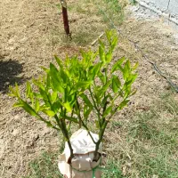 پیوند حرفه ای مرکبات