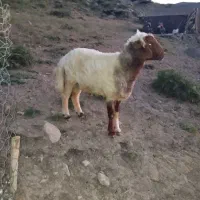 حیوان مزرعه