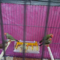 فنج ستاره ای.گلوبریده.گلدین