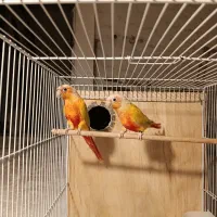 پرنده|پرنده|مشهد, انصار|دیوار