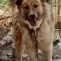 سگ نر نژاد دارنگهبان سالم و سرحال پارس کن و جوان