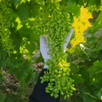پیشگیری کننده آتشک