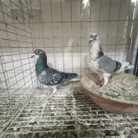 آلمانی کاکلی ورنگه کاکلی