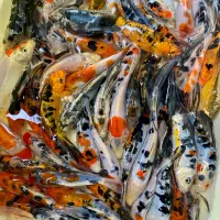 ماهی کوی باله بلند غذا ماهی اکواریوم استخر