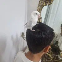پرنده