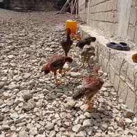 دونه ای 3 تومن