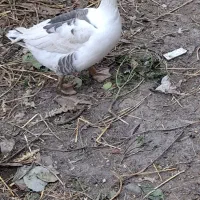 غاز بالغ ۱ساله