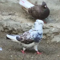 جفت اراکی پرشی