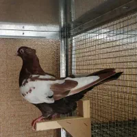 کبوتر طوقی سینه تافته ای سیاه کله زرد