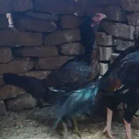 مرغ لاری اصل
