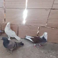 کبوتر 200