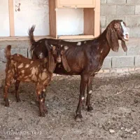 بز بزغاله دار پاکستانی