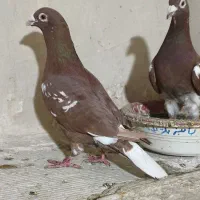 کفتر کارل میولمنز