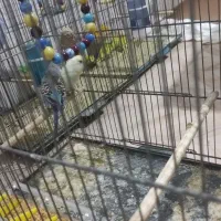 مرغ عشق