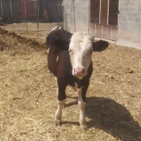 گوساله