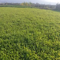 شبدر آماده درو