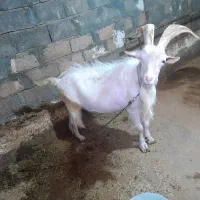 فروش نر بز سانن