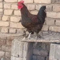 خروس کوشین