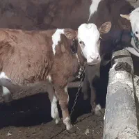 ۲عدد گوساله