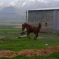 اسب|اسب و تجهیزات اسب‌سواری|کلیائی, |دیوار