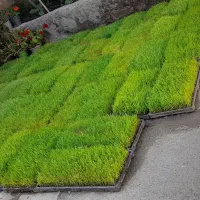 نشاء برنج هاشمی