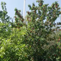 باغ زیبا با خانه مجوز دار چسبیده به شهر فیروزکوه